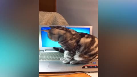 World's Funniest Cat Videos 😹 Funny Cat Video Compilation 😂Funny Cat Videos Try Not To Laugh😺