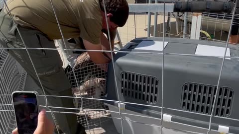 Rescuing a Vulture at Sea