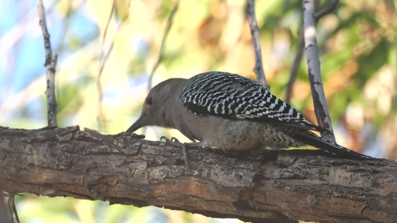 Gila Woodpecker