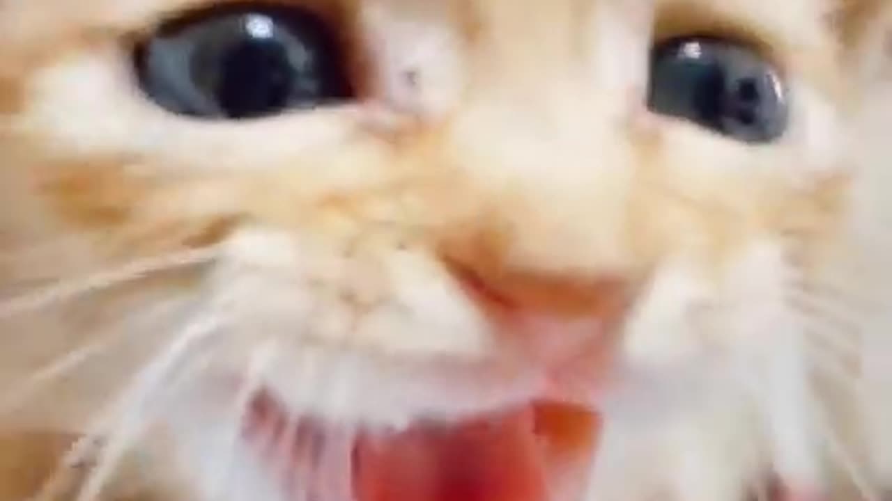 Cat video funny