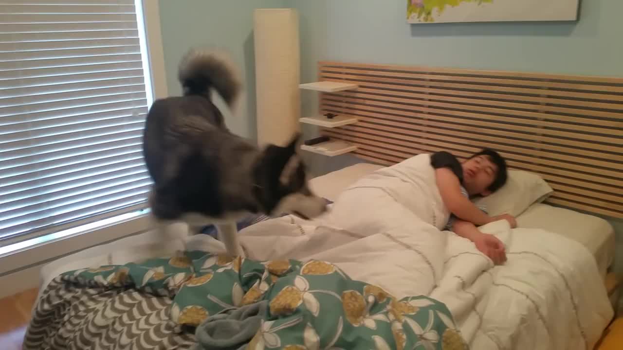 Husky Tries To Wake Up Owner But Ends Up Snuggling Him Instead