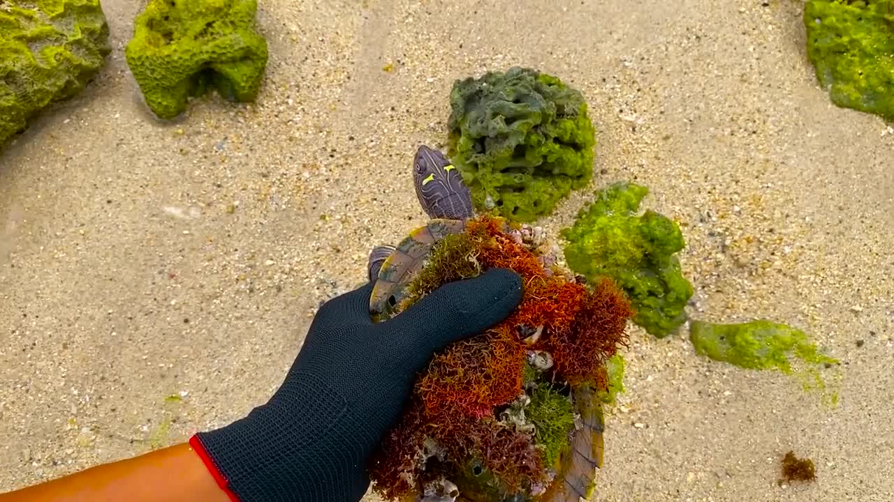 Lucky sea turtle were rescued in time to remove barnacles and the net clinging to the shell