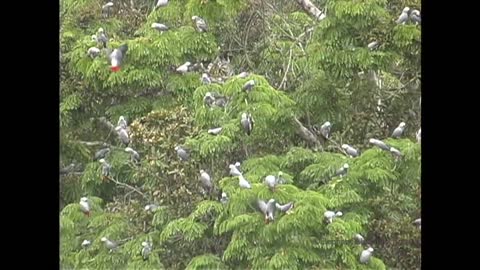 African Grey Parrots At The Bai