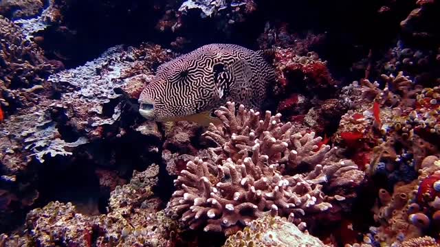 Underwater Life | Beautiful View of Wanderwater