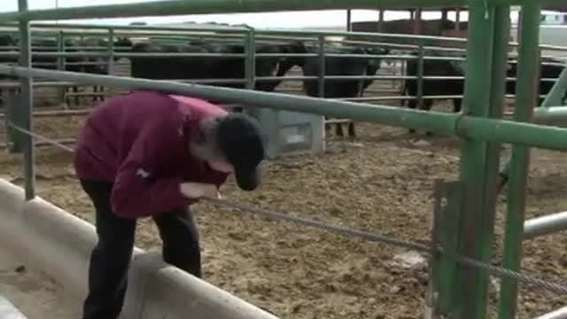 Temple Grandin: Animals Make us Human