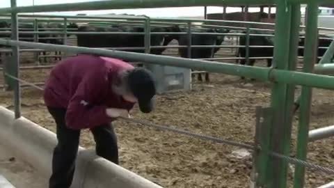 Temple Grandin: Animals Make us Human