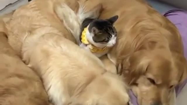 Cat and dogs snuggle together 😍