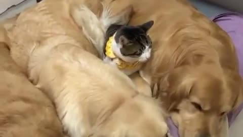 Cat and dogs snuggle together 😍