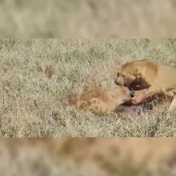 lion vs hyena