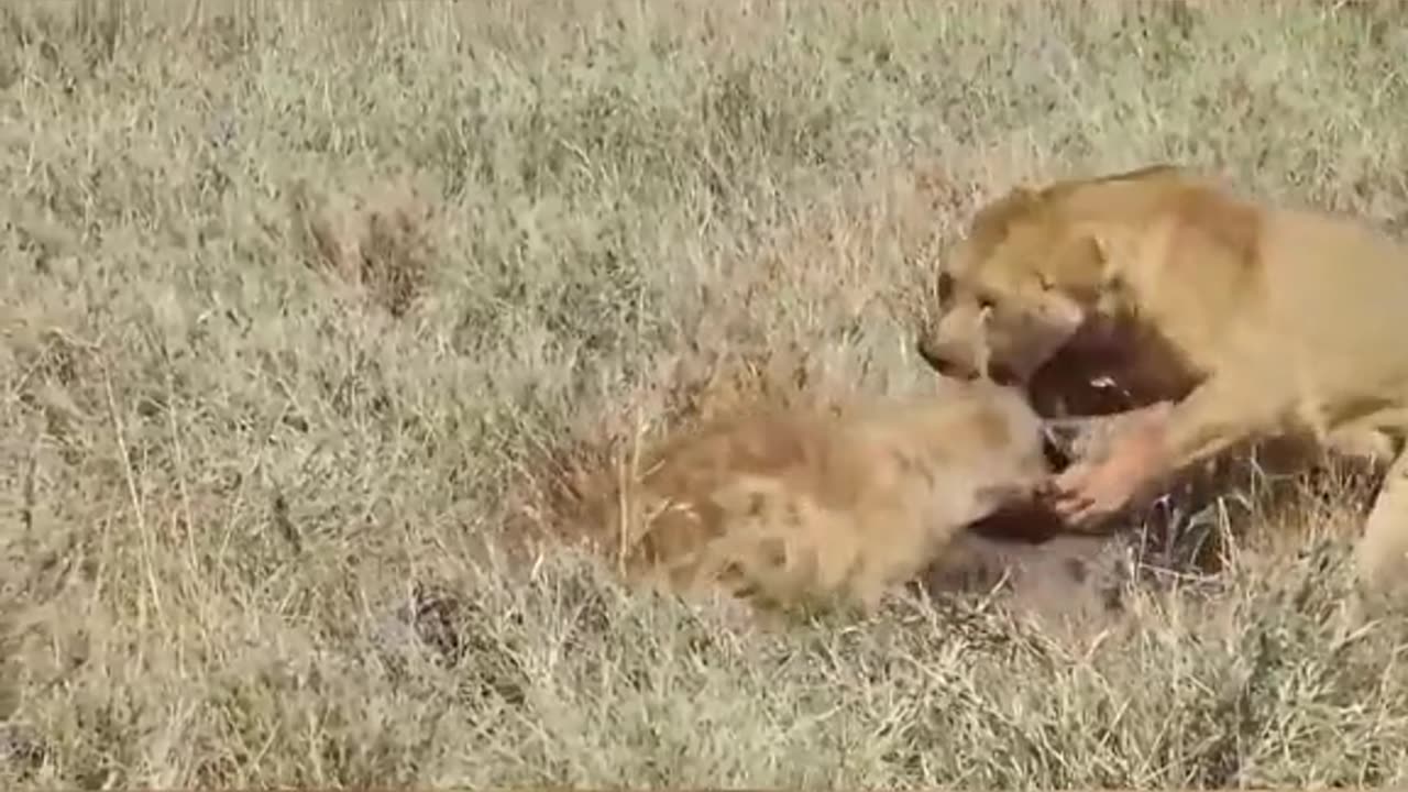 lion vs hyena