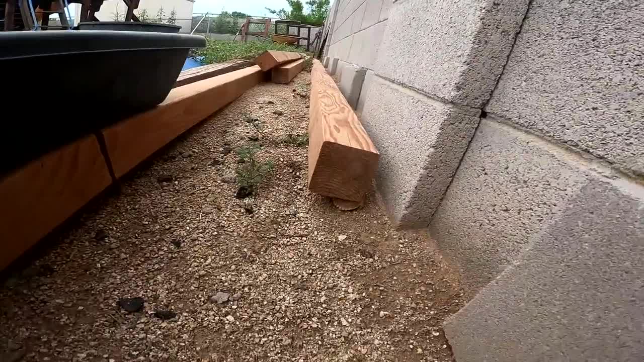 Baby Tortoises Hatching Out of the Ground-16