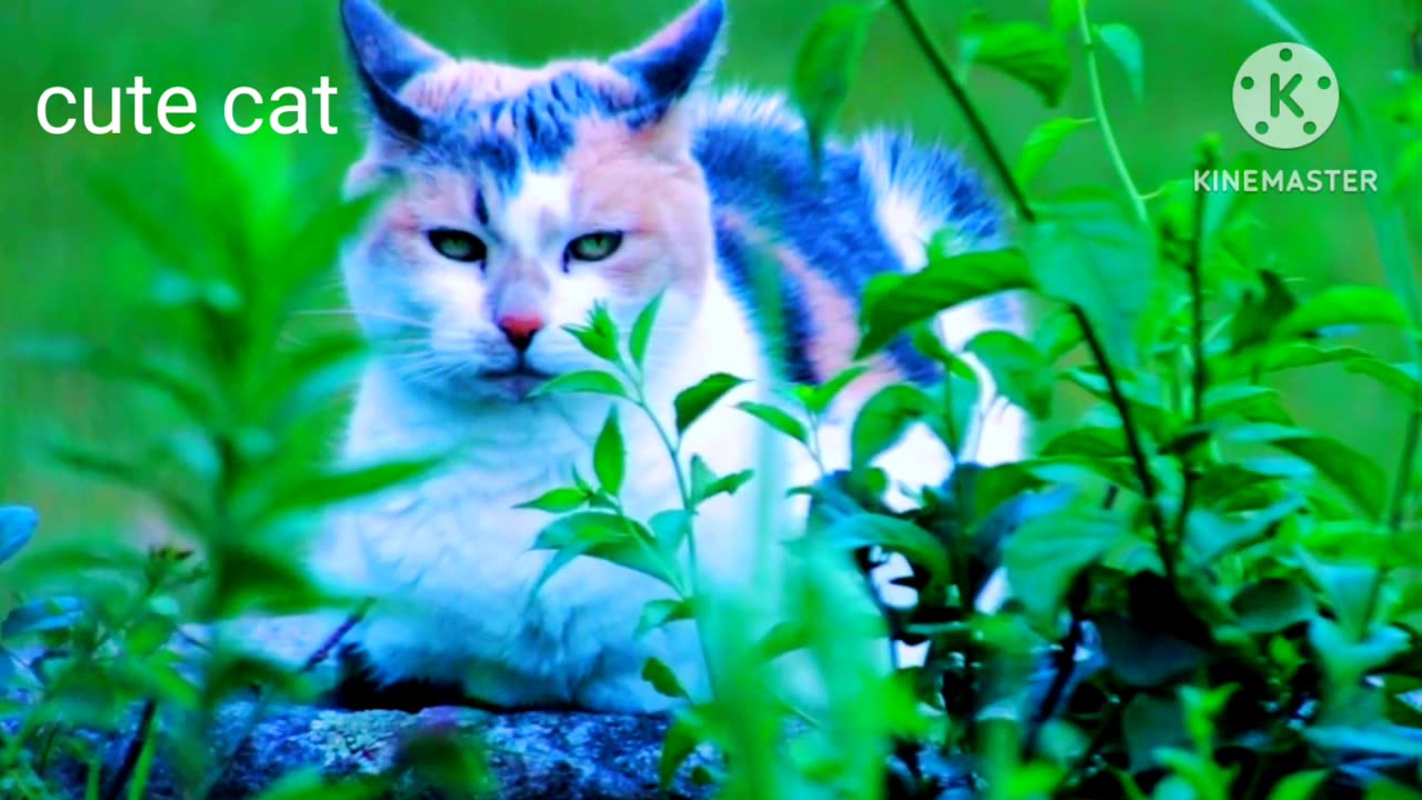 Cute cat