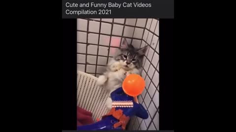 Cats Funny Videos - Cute Cats - Crazy Cats S2 S2 S2