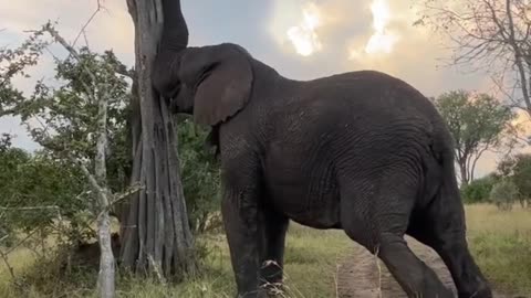African Elephant Bull Shaking Torchwood Tree