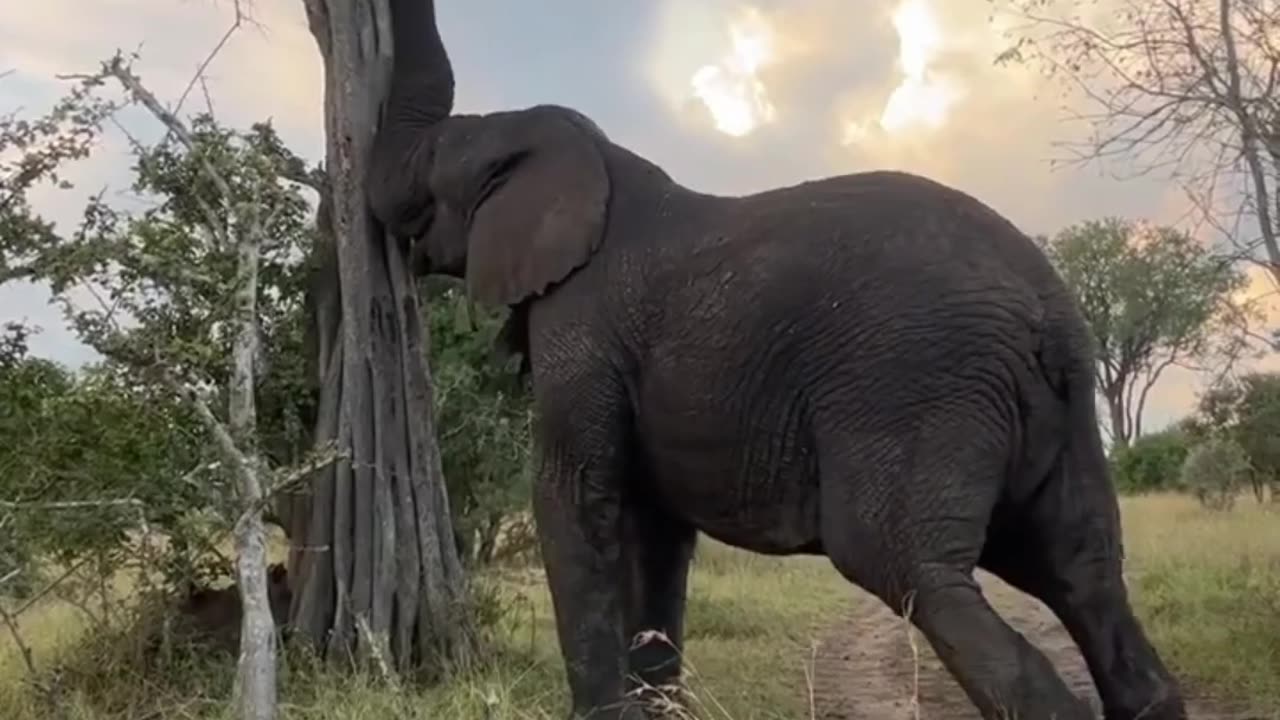African Elephant Bull Shaking Torchwood Tree