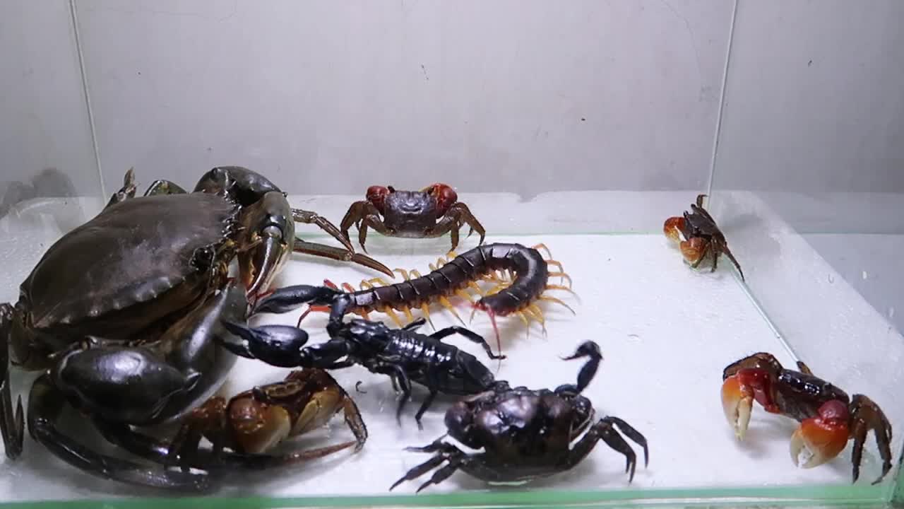 Sea Crab Centipede Emperor Scorpion Water-3