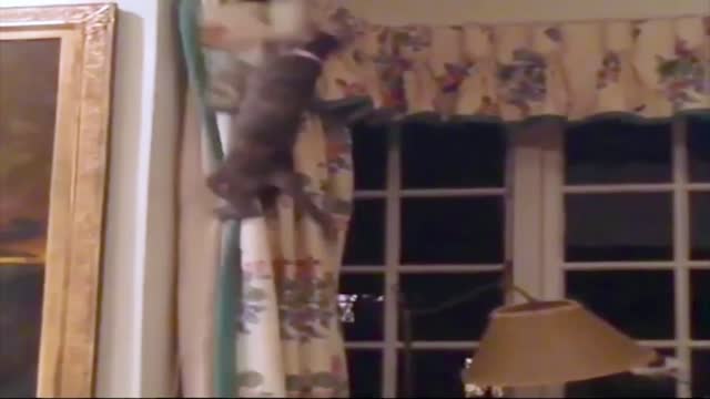 Funny animals