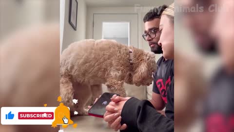 pt.2 .BET YOU WILL LAUGH! CAT AND DOG VIDEOS! PT.2