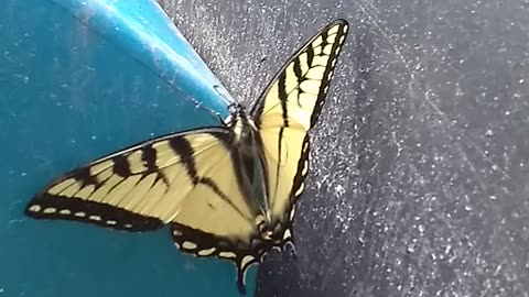 Eastern Tiger Swallowtail