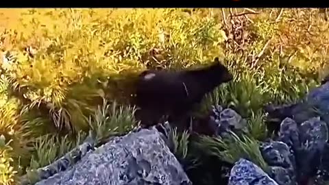 The bear should go for therapy