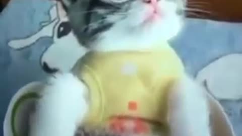 Very cute cat