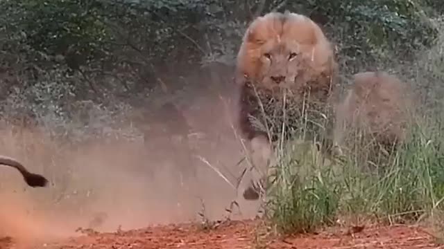 Wild Lions