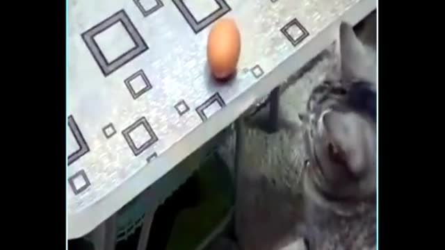 Short compilation funny cats moments