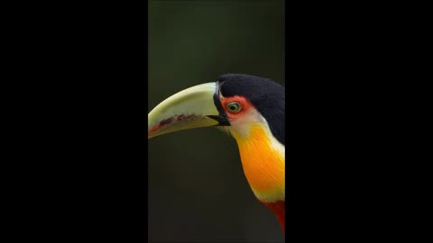 Toucan