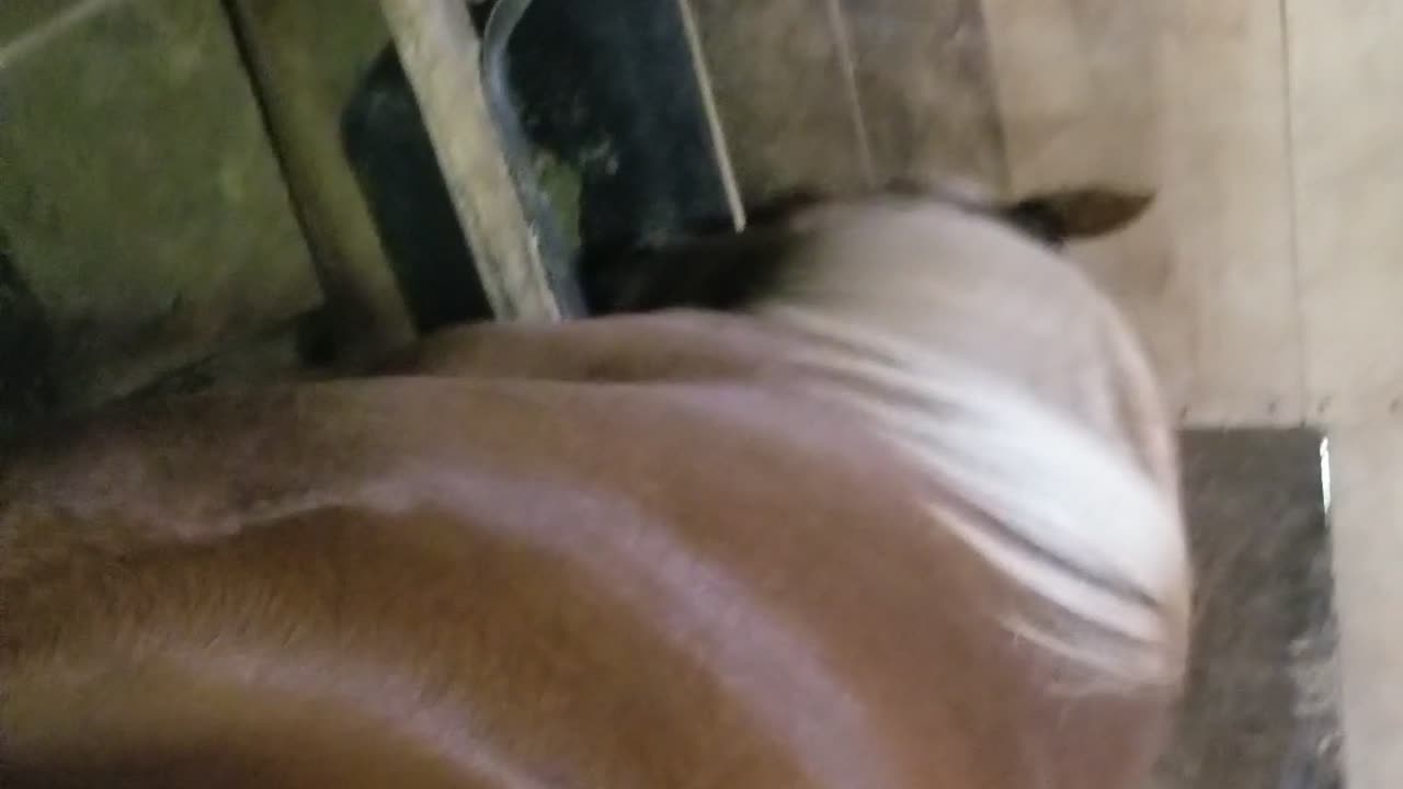 Barn days