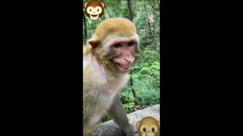 FUNNY MONKEY | FUNNY PETS REELS