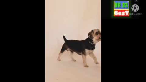 cute pet dance !! very funny