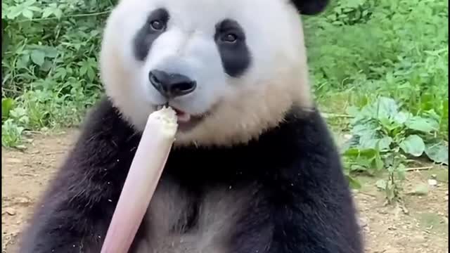 AmazingChina_ Panda Eats Bamboo Snack