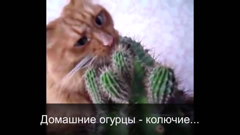 THE SECRET LIFE OF PETS TALKING CATS
