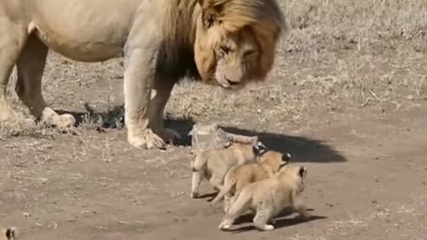 Lion cubs meets there Dad for the first time