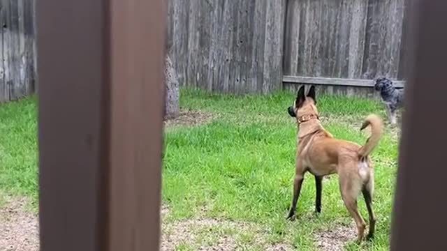 Pov: you are thinking about getting aBelgian Malinois