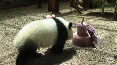 Panda Cubs 2016: 1st Birthday