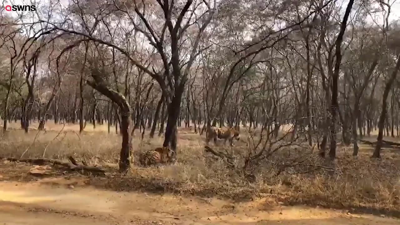 Watch these two tiger sisters fight in a fierce battle for territory! - SWNS