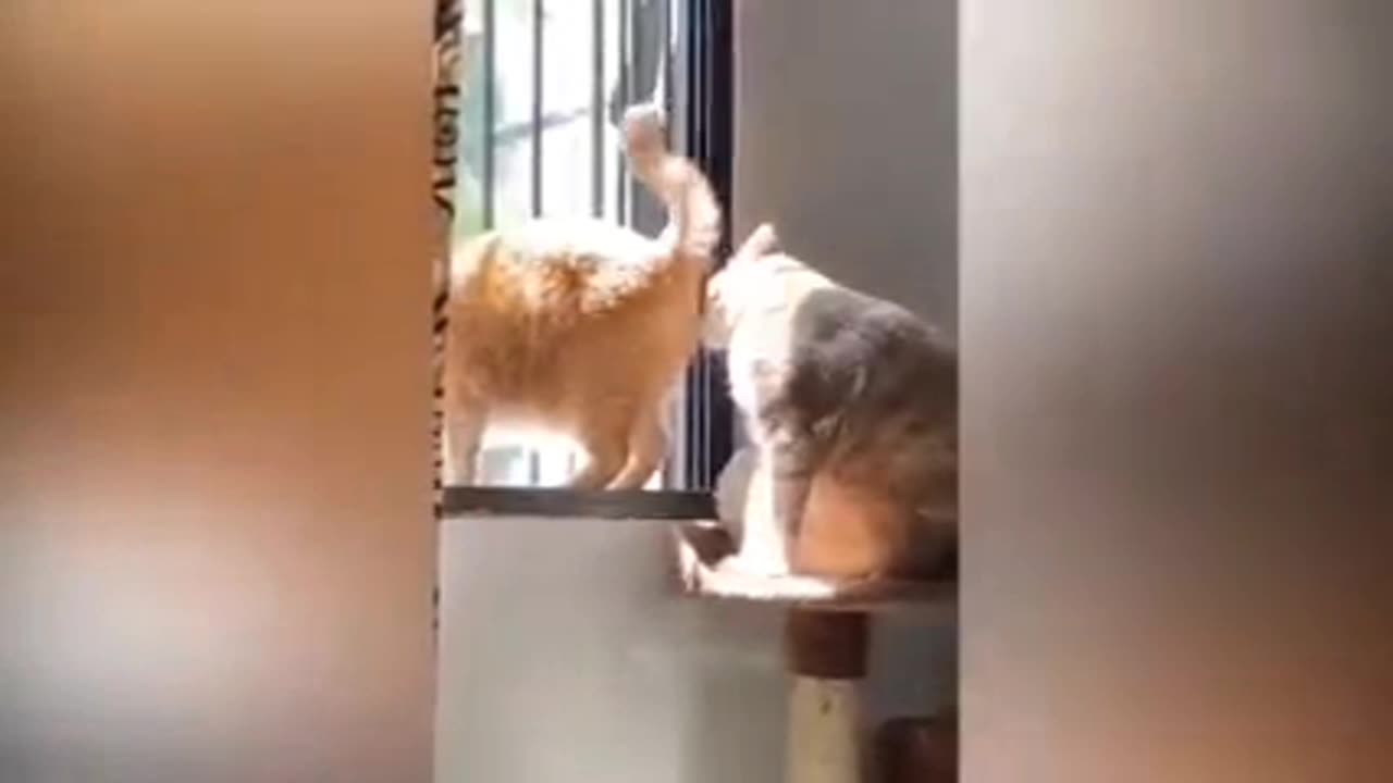 Funny video of a cat 🐈😂😂