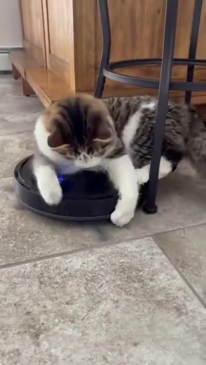 Cute kitten enjoying time 😍