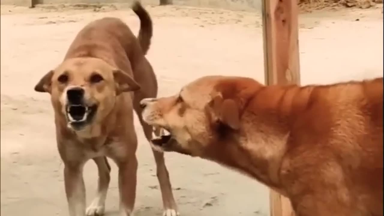 Mirror prank on street dog🤣