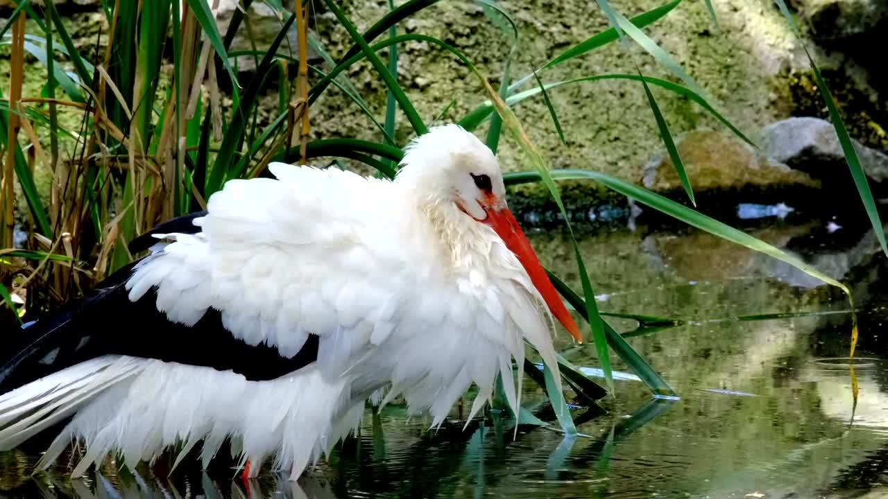 Cegonha e suas características/animais