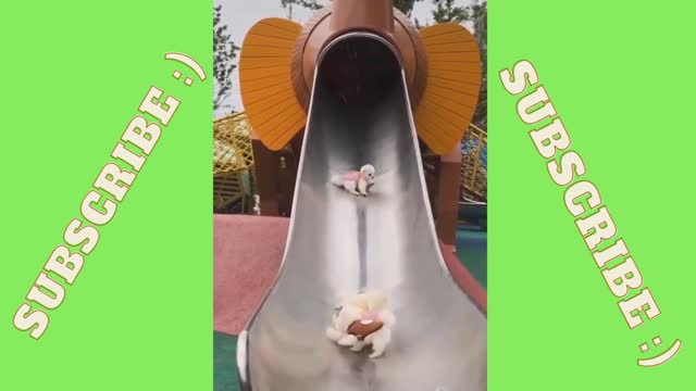 Dogs falling on slide