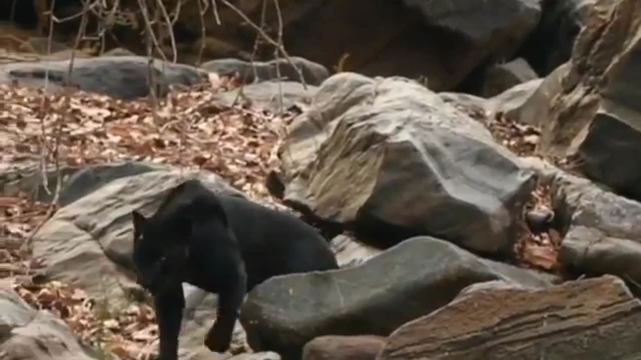 Wildlife in closer view with a natural perspective.