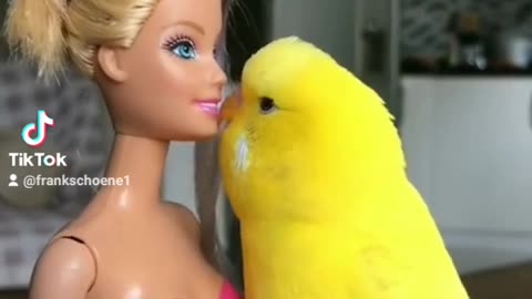 parakeet in love