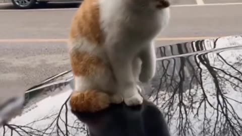 Funny Animals