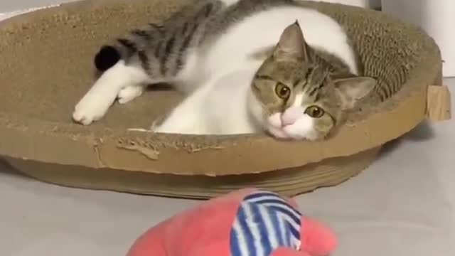 What's the cat hiding