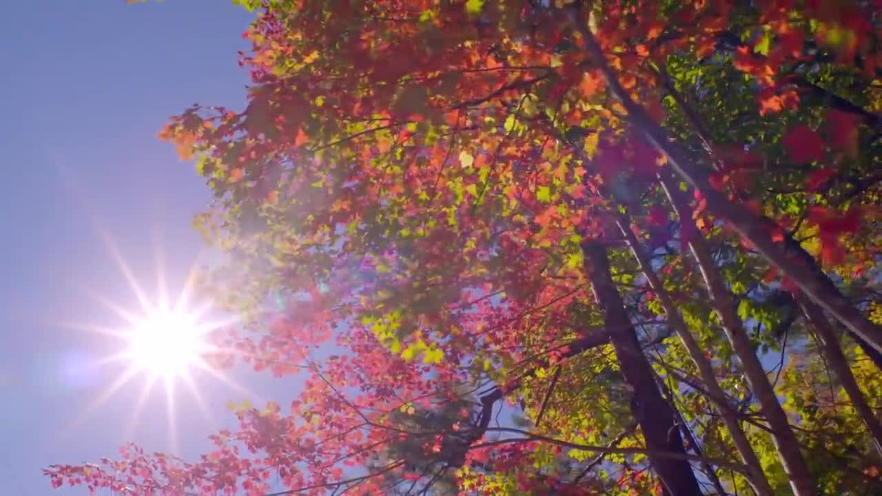 Great Smoky Mountains Documentary Nature