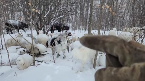 Sheep Farming In a Blizzard: Doing Battle to Keep the Paths Open to the Animals