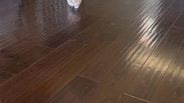A cute cat