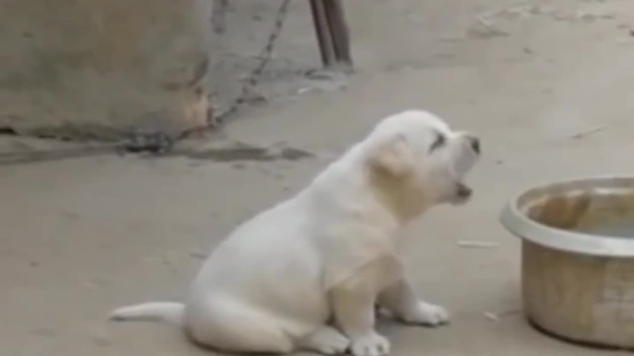 Funny video for dog 🐕 🐈 cat 😂